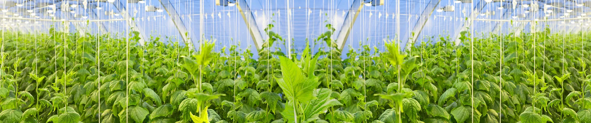 CO2 při pěstování rostlin a jeho doplňování - 1. díl