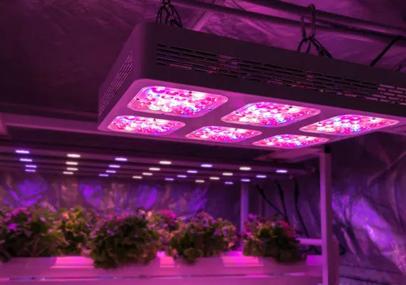 Zdroje světla při pěstování rostlin