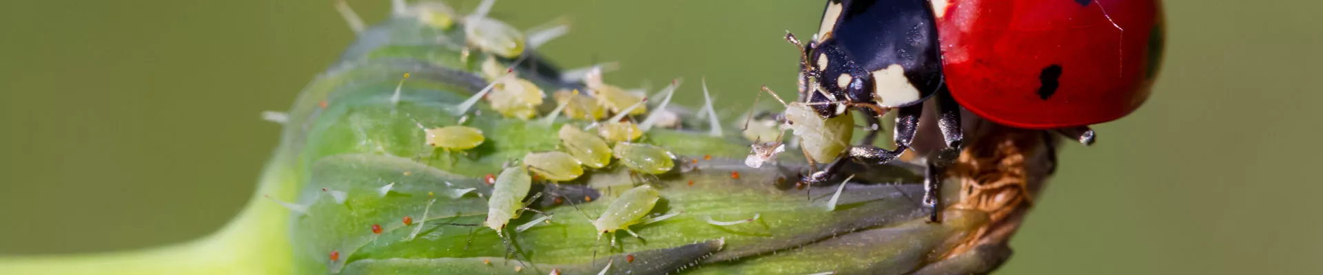 Boj proti škůdcům a chorobám rostlin – biologická ochrana