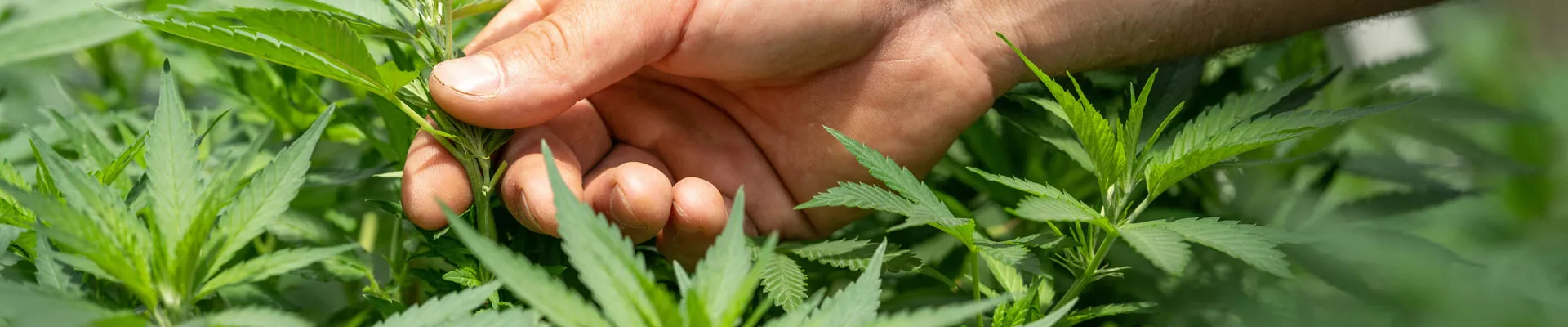 Jak legálně pěstovat konopí v ČR 2026 - kompletníprůvodce pro začátečníky