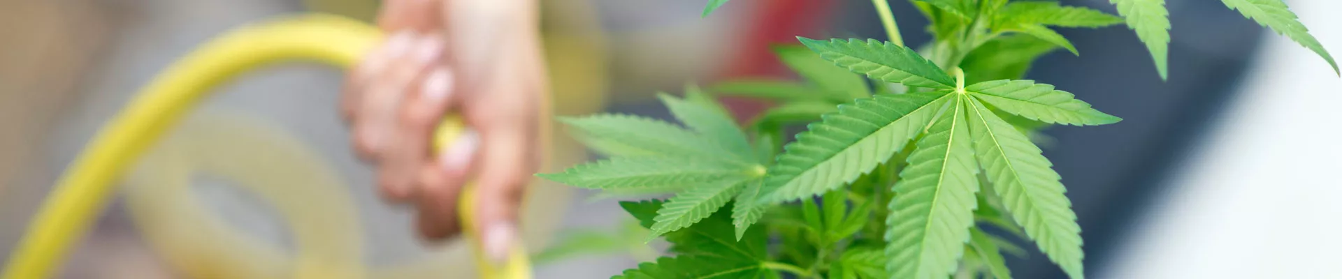 Jak vybrat správné hnojivo pro konopí - CANNAprůvodce