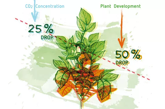 Carbon dioxide (CO2) applications in indoor growing