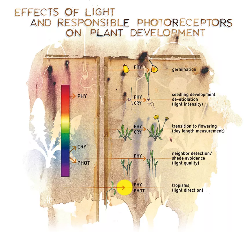 Jak světlo ovlivňuje rostliny – 1. díl