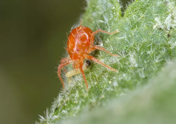 Boj proti škůdcům a chorobám rostlin – biologická ochrana