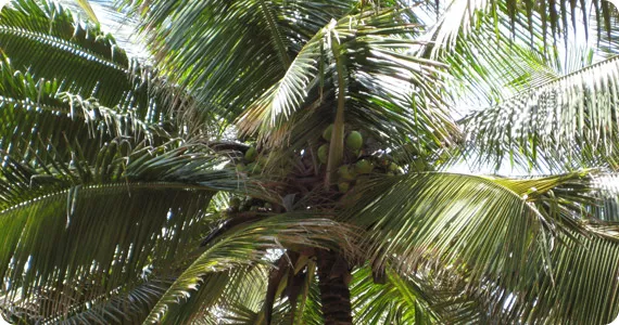 Jak se pozná kvalitní substrát z kokosových vláken?