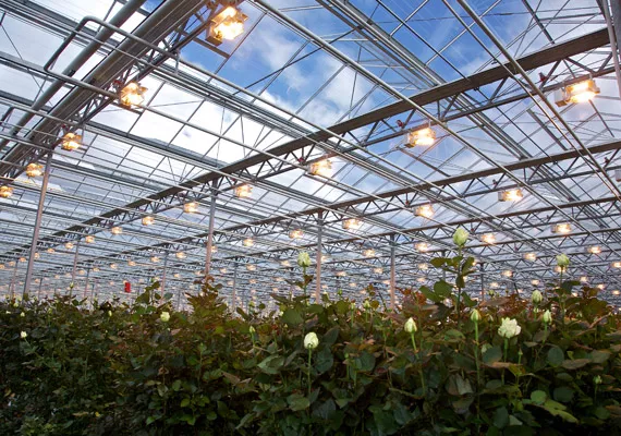 Zdroje světla při pěstování rostlin