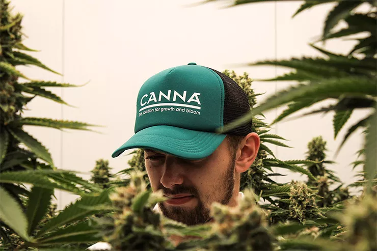 Legalizace konopí v ČR: Konečně svoboda!