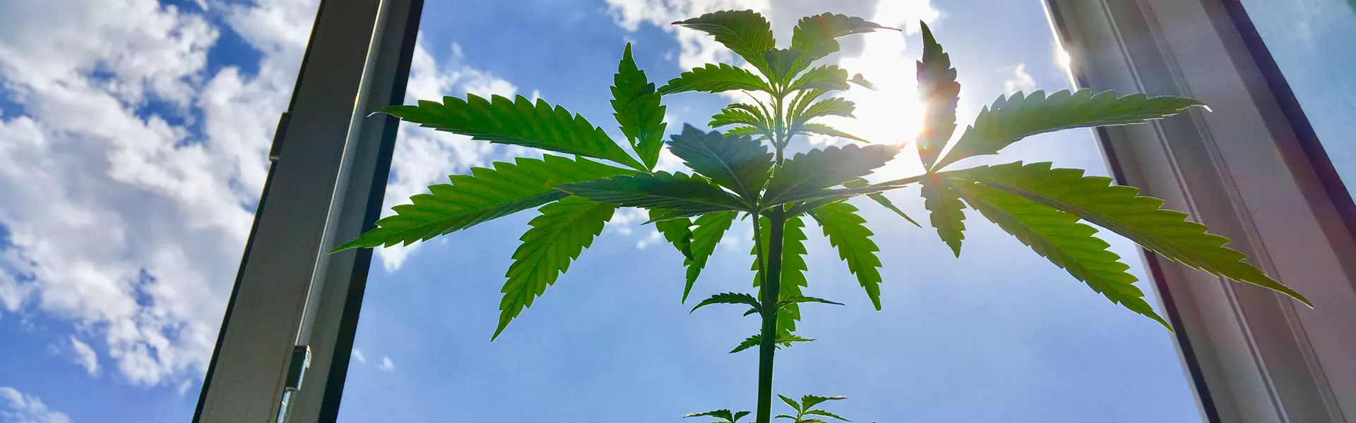 Legalizace konopí v ČR: Konečně svoboda!