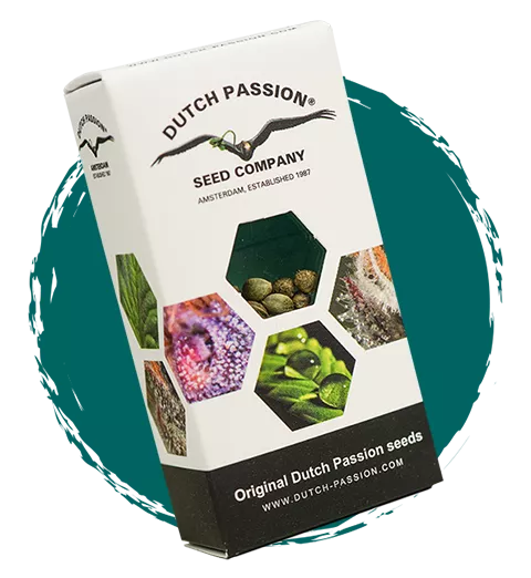 Semena Auto Kerosene Krash