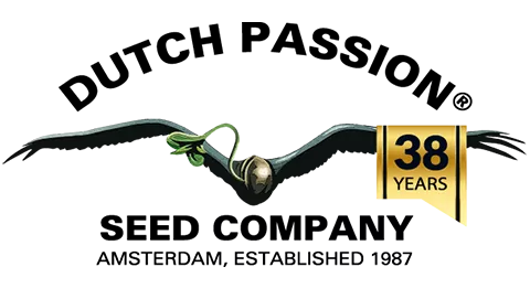 Semena Auto Kerosene Krash®