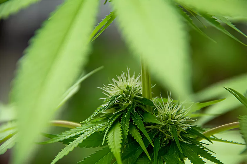 Jak legálně pěstovat konopí v ČR 2026 - kompletníprůvodce pro začátečníky