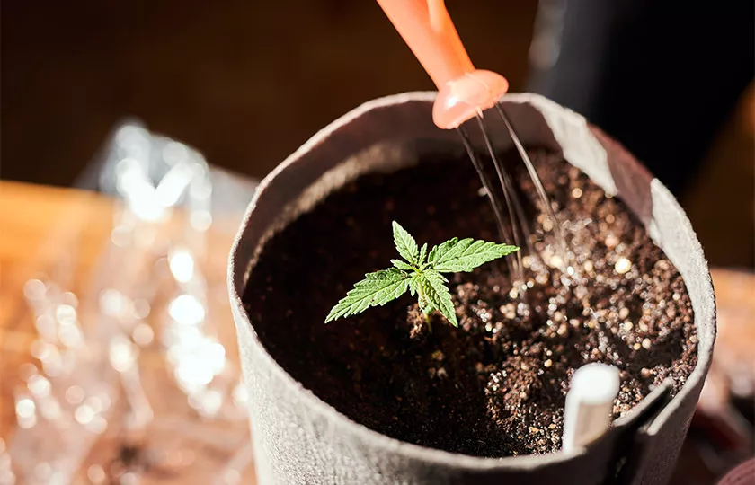 Jak vybrat správné hnojivo pro konopí - CANNAprůvodce