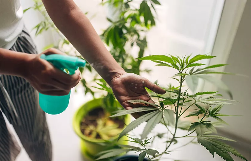 Jak vybrat správné hnojivo pro konopí - CANNAprůvodce