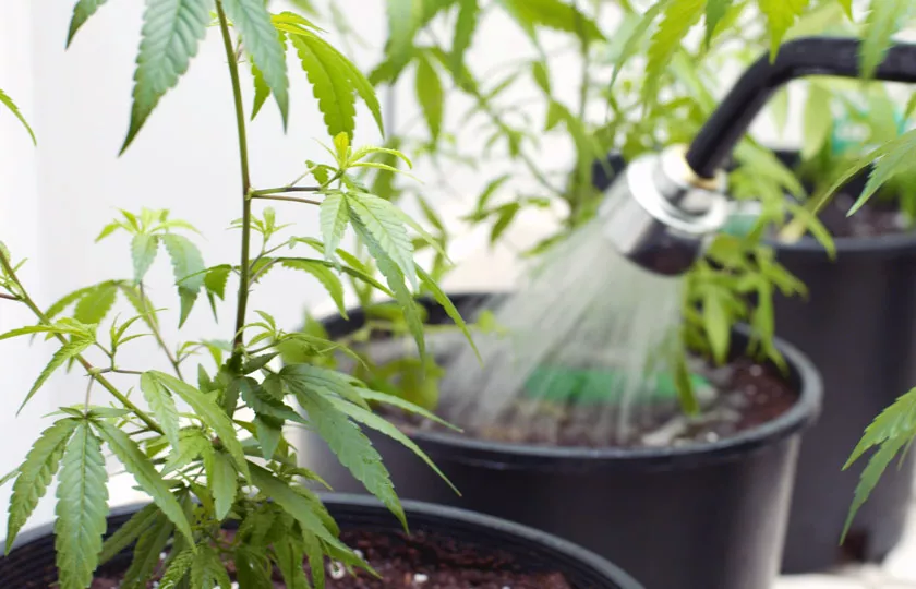 Jak vybrat správné hnojivo pro konopí - CANNAprůvodce