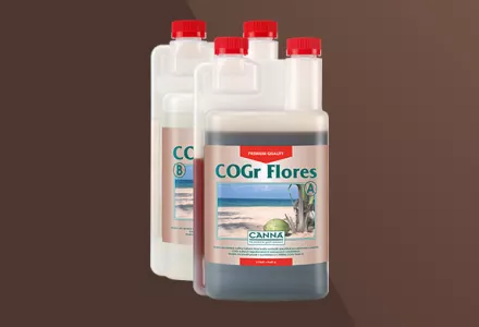 CANNA COGr Flores