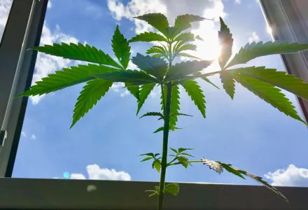 Legalizace konopí v ČR: Konečně svoboda!