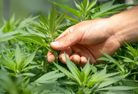 Jak legálně pěstovat konopí v ČR 2026 - kompletníprůvodce pro začátečníky