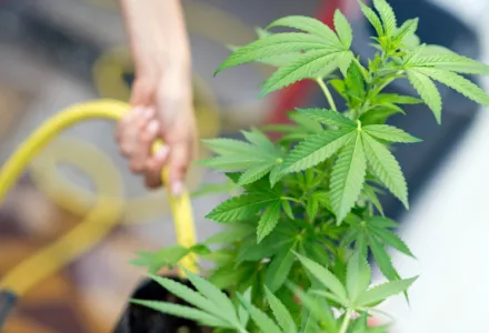 Jak vybrat správné hnojivo pro konopí - CANNAprůvodce