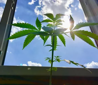Legalizace konopí v ČR: Konečně svoboda!